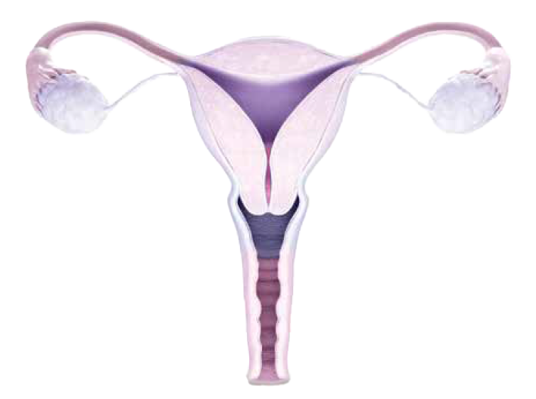 ovary